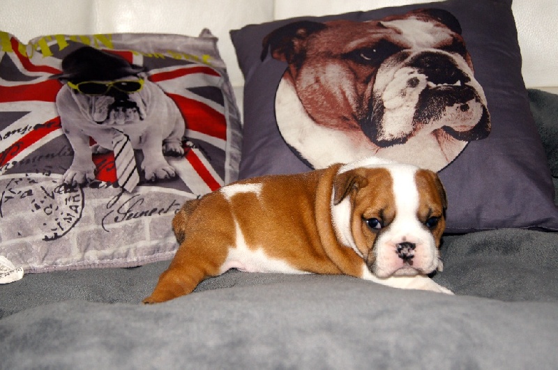 Chiots J'admire et MCh Sebyan Wilson Ocobo