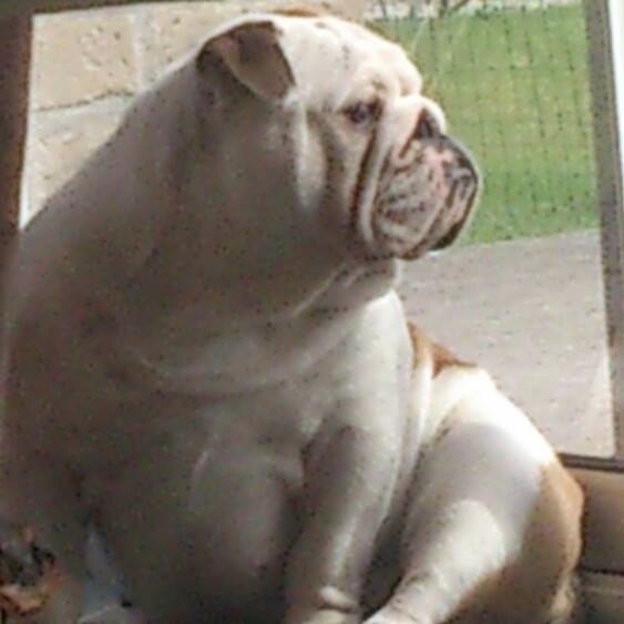 Iser bébé
