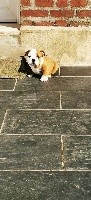 CHIOT